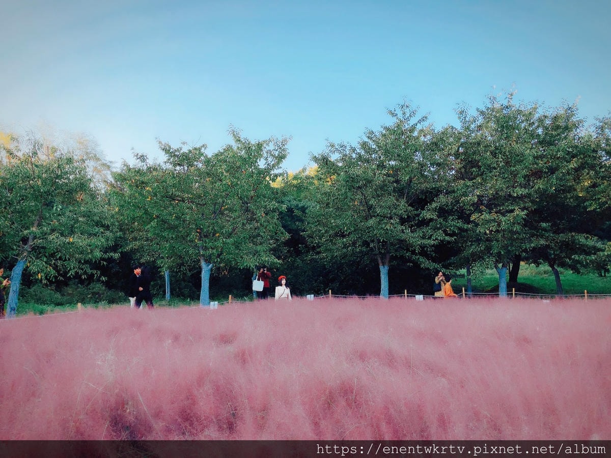【首爾自由行丨首爾旅遊丨首爾景點】奧林匹克粉紅芒草丨網美韓妞 【首爾自由行丨首爾旅遊丨首爾景點】奧林匹克粉紅芒草丨網美韓妞