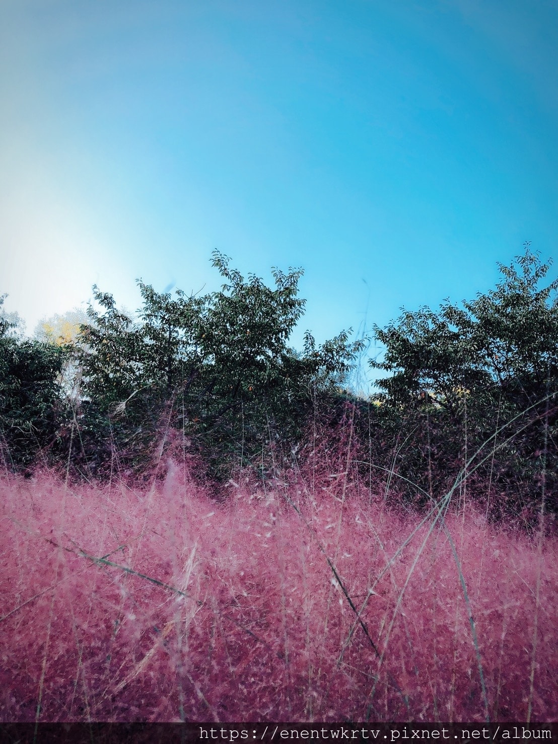 【首爾自由行丨首爾旅遊丨首爾景點】奧林匹克粉紅芒草丨網美韓妞 【首爾自由行丨首爾旅遊丨首爾景點】奧林匹克粉紅芒草丨網美韓妞