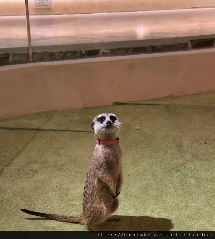 狐獴互動咖啡廳 OH MY ZOO丨日式侘寂風抹茶專賣店丨不